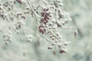 Winterstimmung: Mit Schnee und Reif bedeckte Zapfen der Grau-Erle Winterstimmung: Mit Schnee und Reif bedeckte Zapfen der Grau-Erle